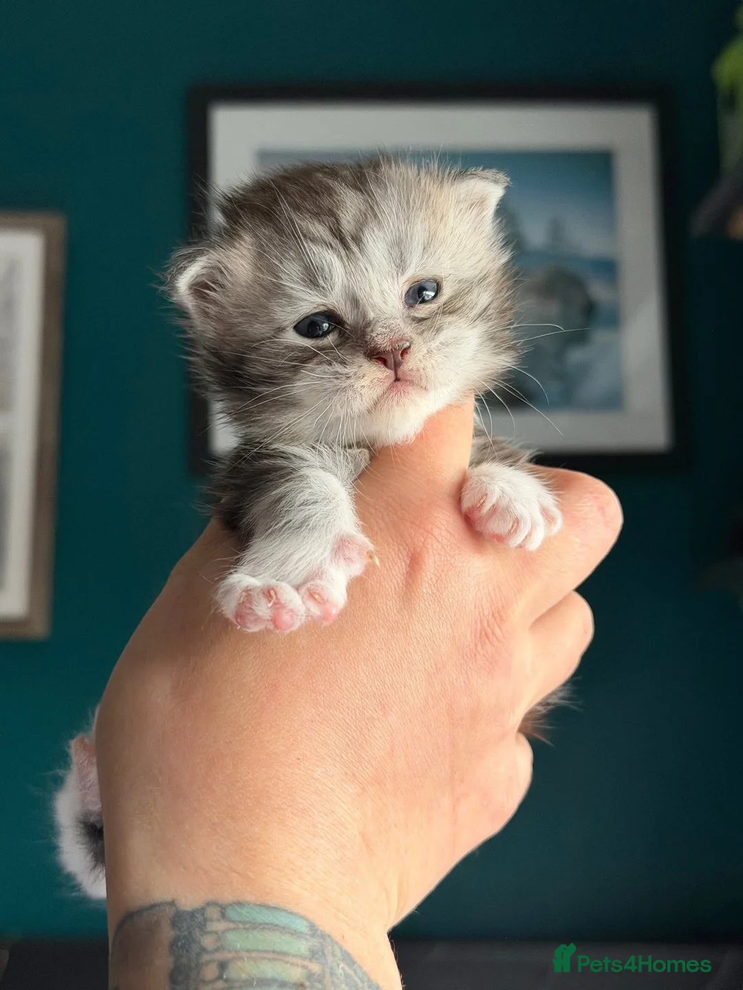 Maine Coon cats for sale: Maine Coons with Tests, Papers, Vet Checks & Vacc. - Advert 18