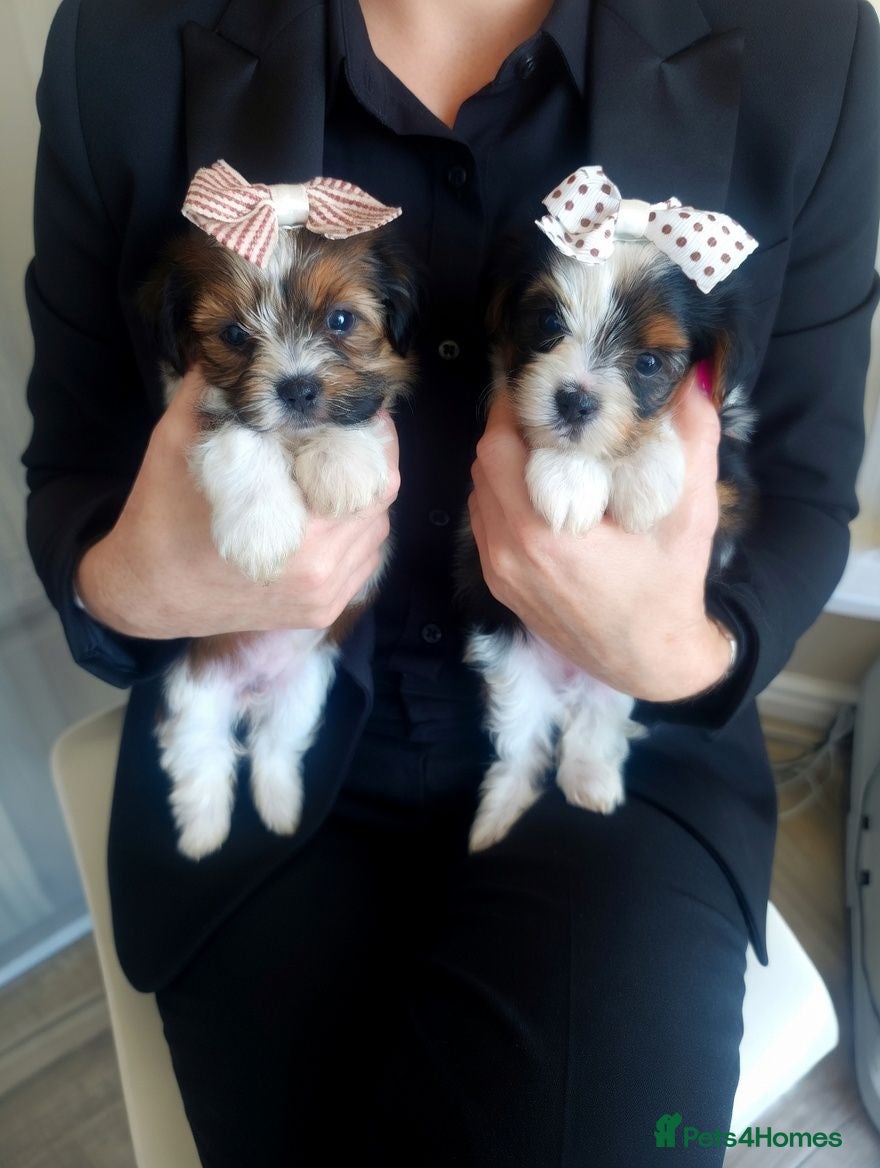 Biewer Terrier dogs Biewer Terrier Puppies×Home Raised×BeautifulColour - Advert 1