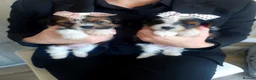 Biewer Terrier dogs for sale: Biewer Terrier Puppies×Home Raised×BeautifulColour - Advert 8