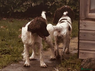 English Springer Spaniel dogs KC English Springer Spaniel Pups - Advert 1