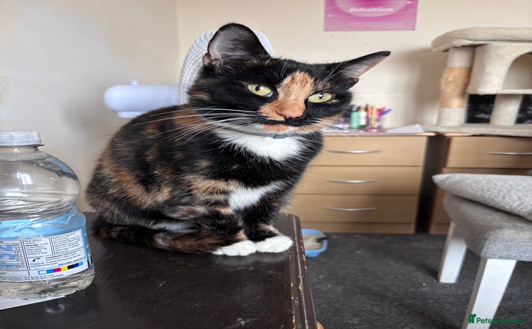 Mixed Breed cats - Advert 16