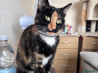 Mixed Breed cats - Advert 33