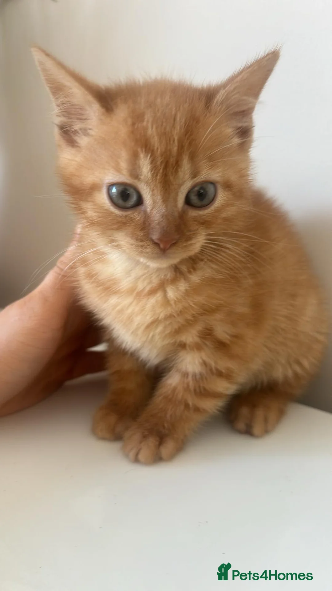 Mixed Breed cats for sale: 3 loving kittens ready to go 🌟  - Advert 6