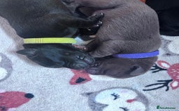 Labrador Retriever dogs for sale: Beautiful pedigree labrador puppies  - Image 26