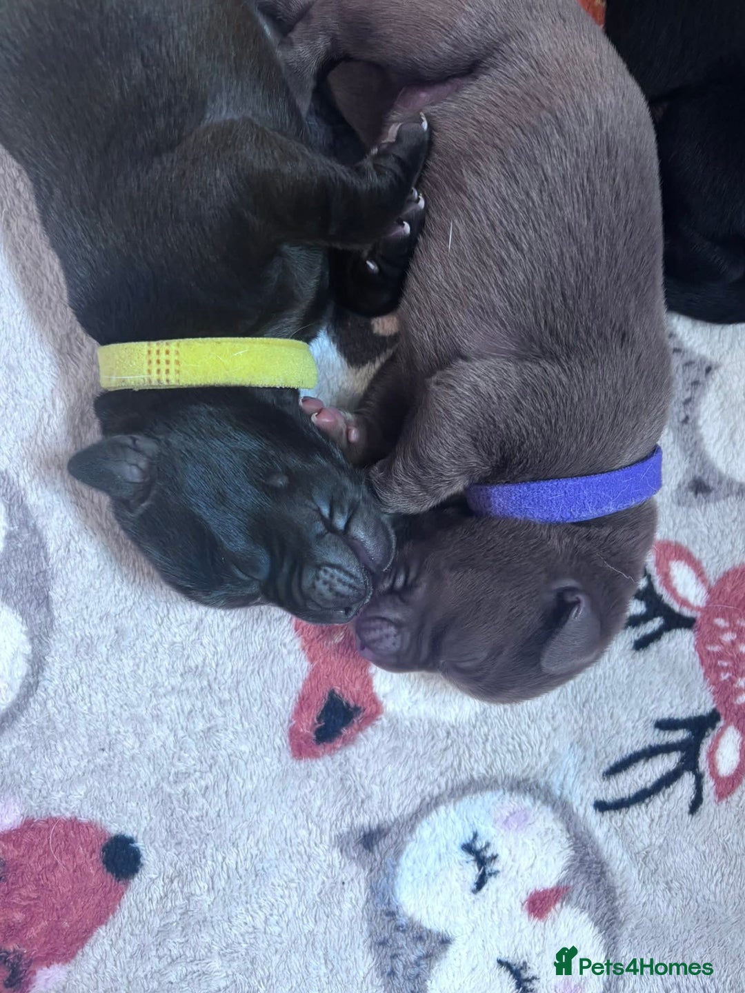 Labrador Retriever dogs for sale: Beautiful pedigree labrador puppies  - Image 26