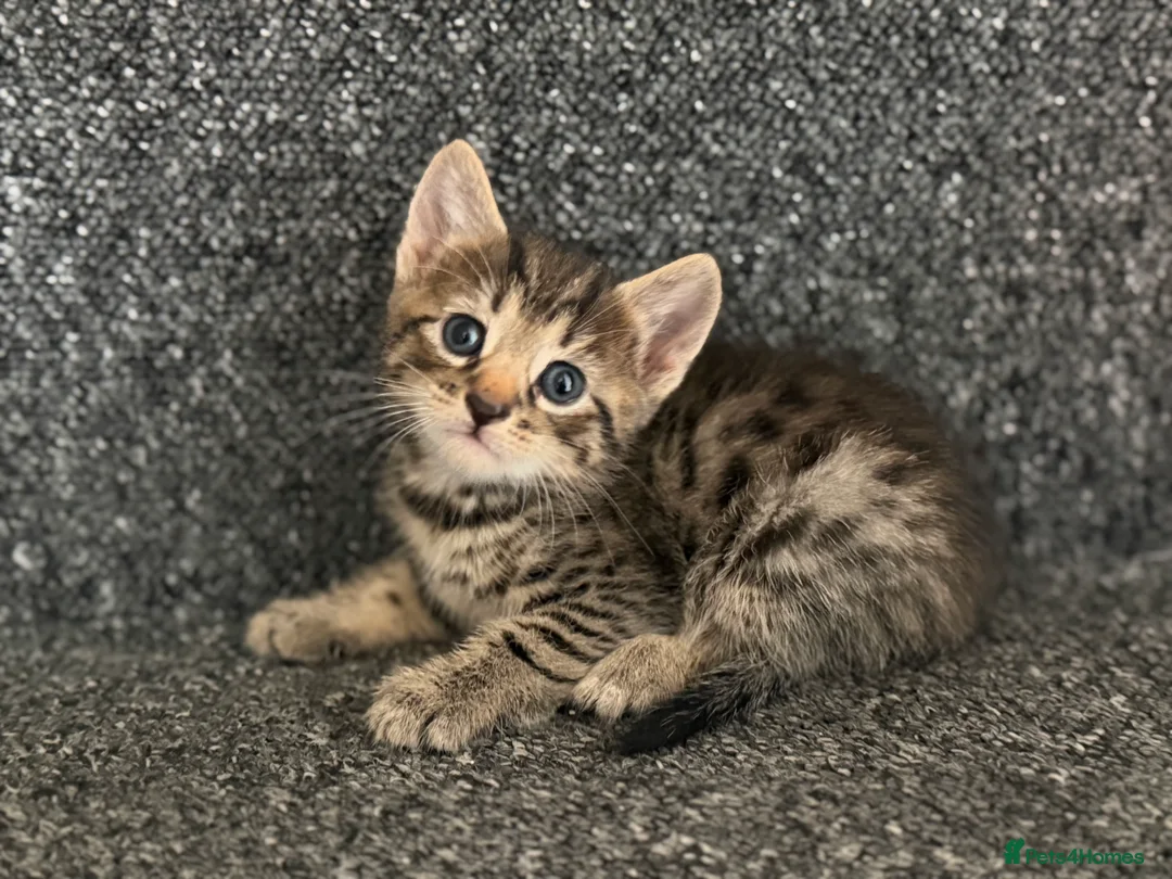 British Shorthair cats for sale: Kittens  - Advert 7
