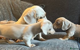Dachshund dogs for sale: Beautiful Isabella pups exceptional quality  - Image 37