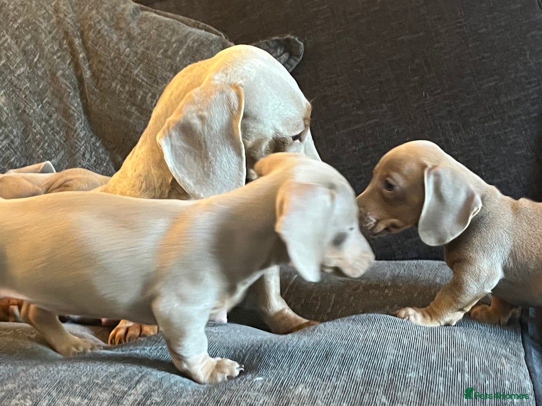 Dachshund dogs for sale: Beautiful Isabella pups exceptional quality  - Image 37