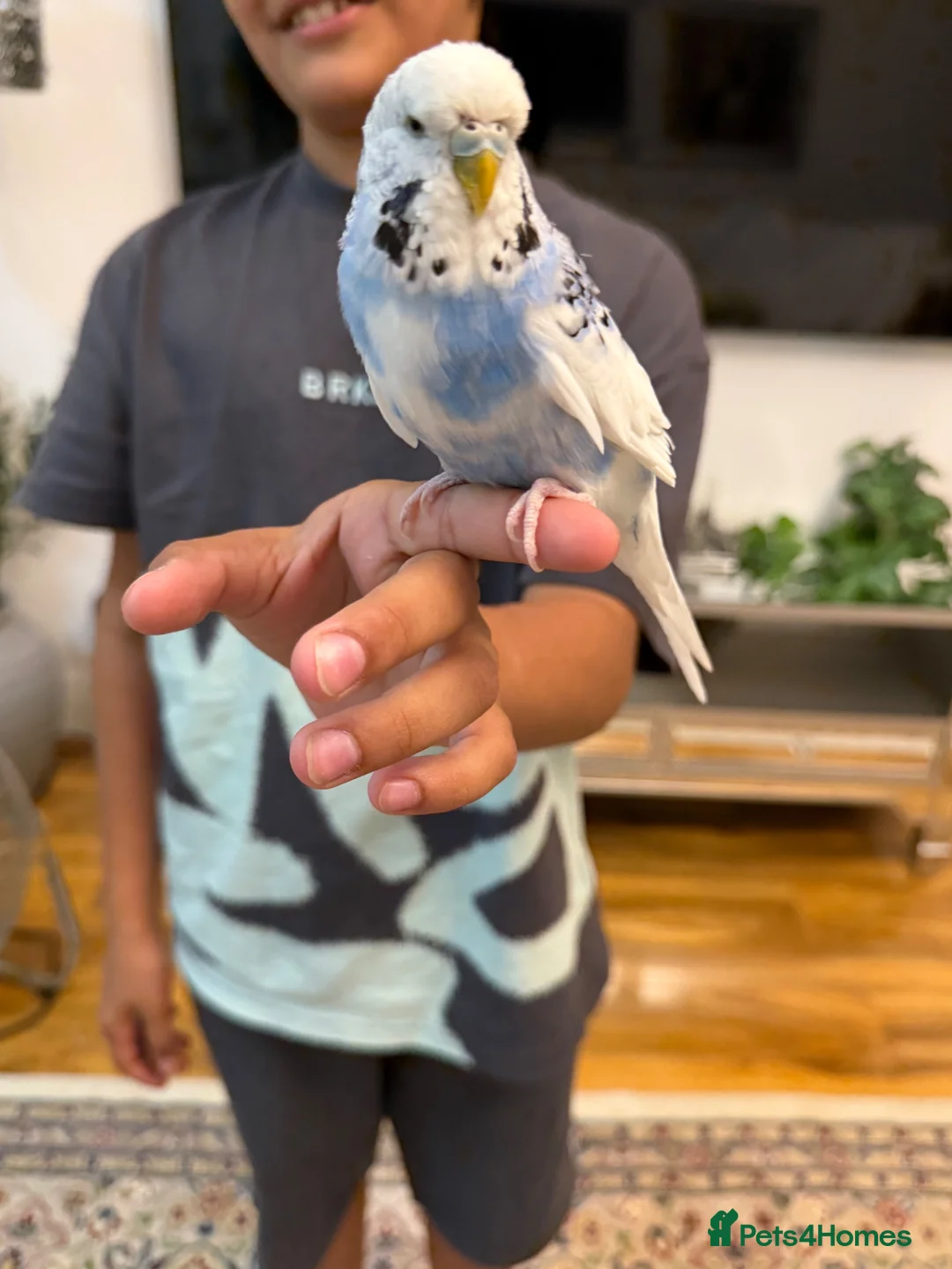 Budgerigars birds for sale: SILLY TAME BUDGIE REALLY FRIENDLY  - Advert 1