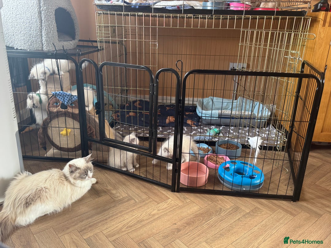 Ragdoll cats for sale: Beautiful  Blue point Mitted Ragdolls  - Image 2