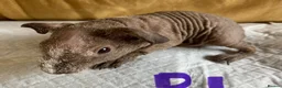 Guinea Pig rodents for sale: Skinny pig pups. Boys and girls  - Advert 4