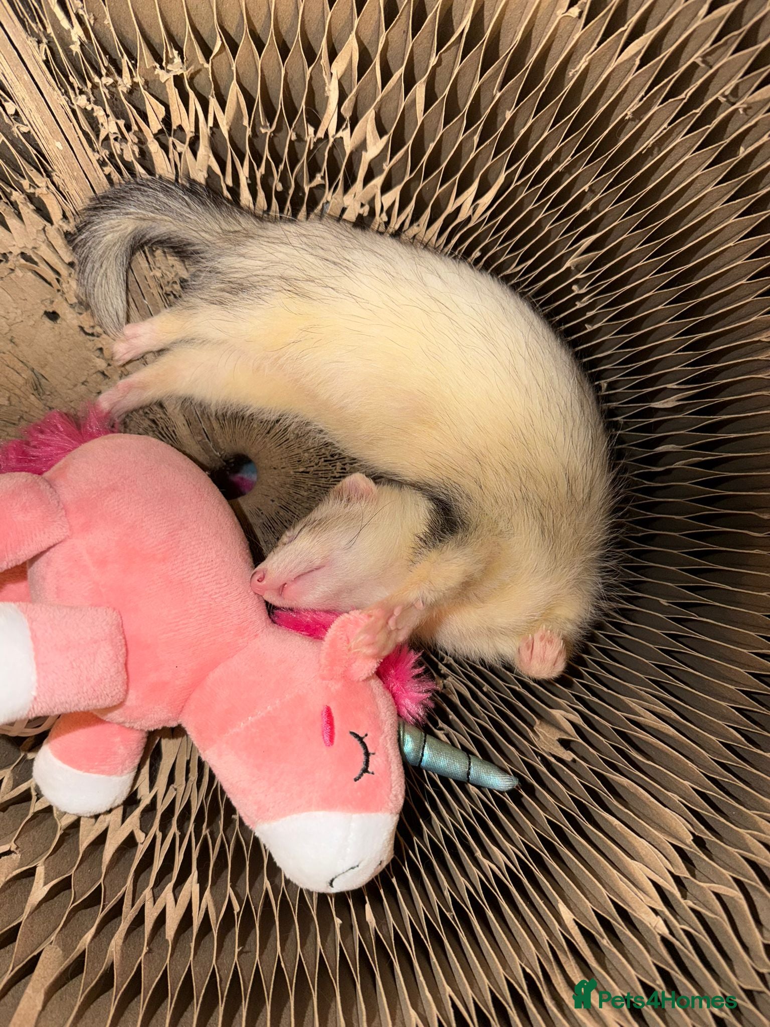 Ferret rodents for sale: Jill ferret  - Advert 4