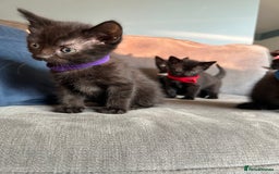 Domestic Shorthair cats for sale: Beautiful black kittens.  - Image 3