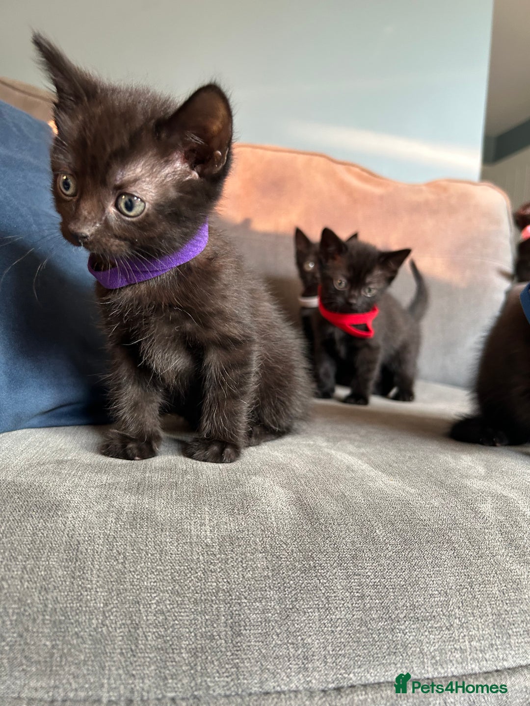 Domestic Shorthair cats for sale: Beautiful black kittens.  - Image 3