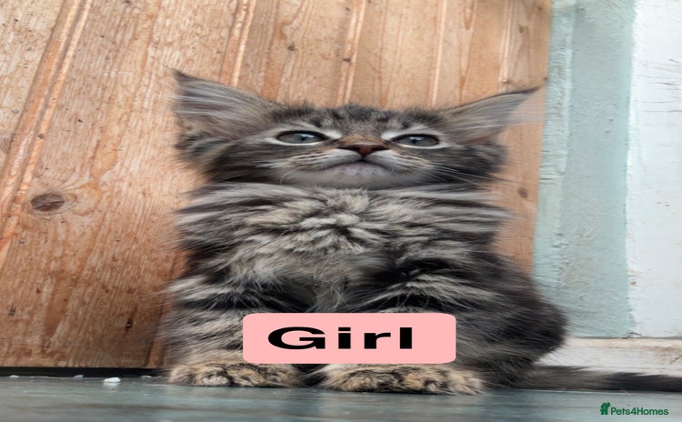 Domestic Shorthair cats - Advert 3
