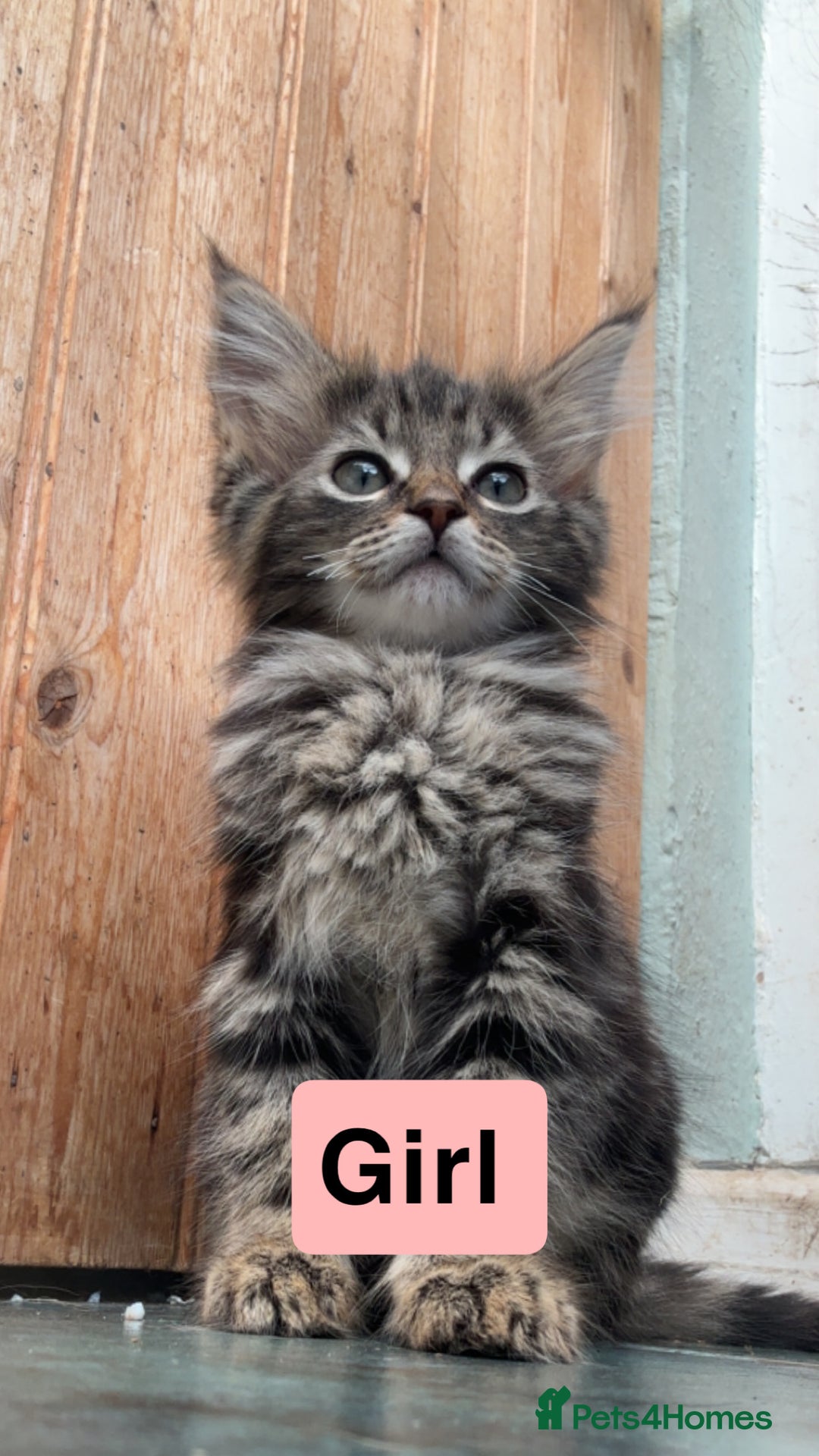 Domestic Shorthair cats for sale: Gorgeous fluff balls needing a home - Image 1
