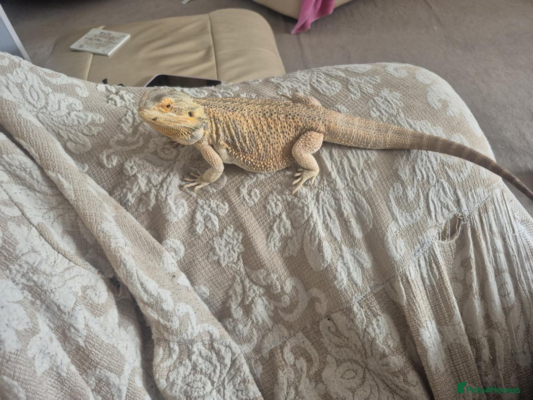 Bearded Dragon reptiles for sale: Bella the Bearded dragon  - Image 3