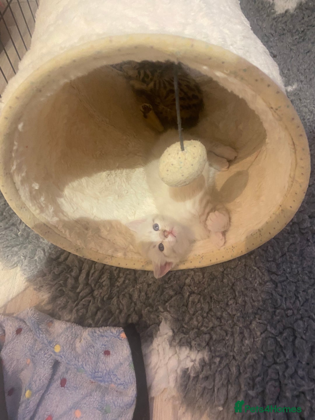 Bengal cats for sale: Bengal Cross Kittens  - Image 23