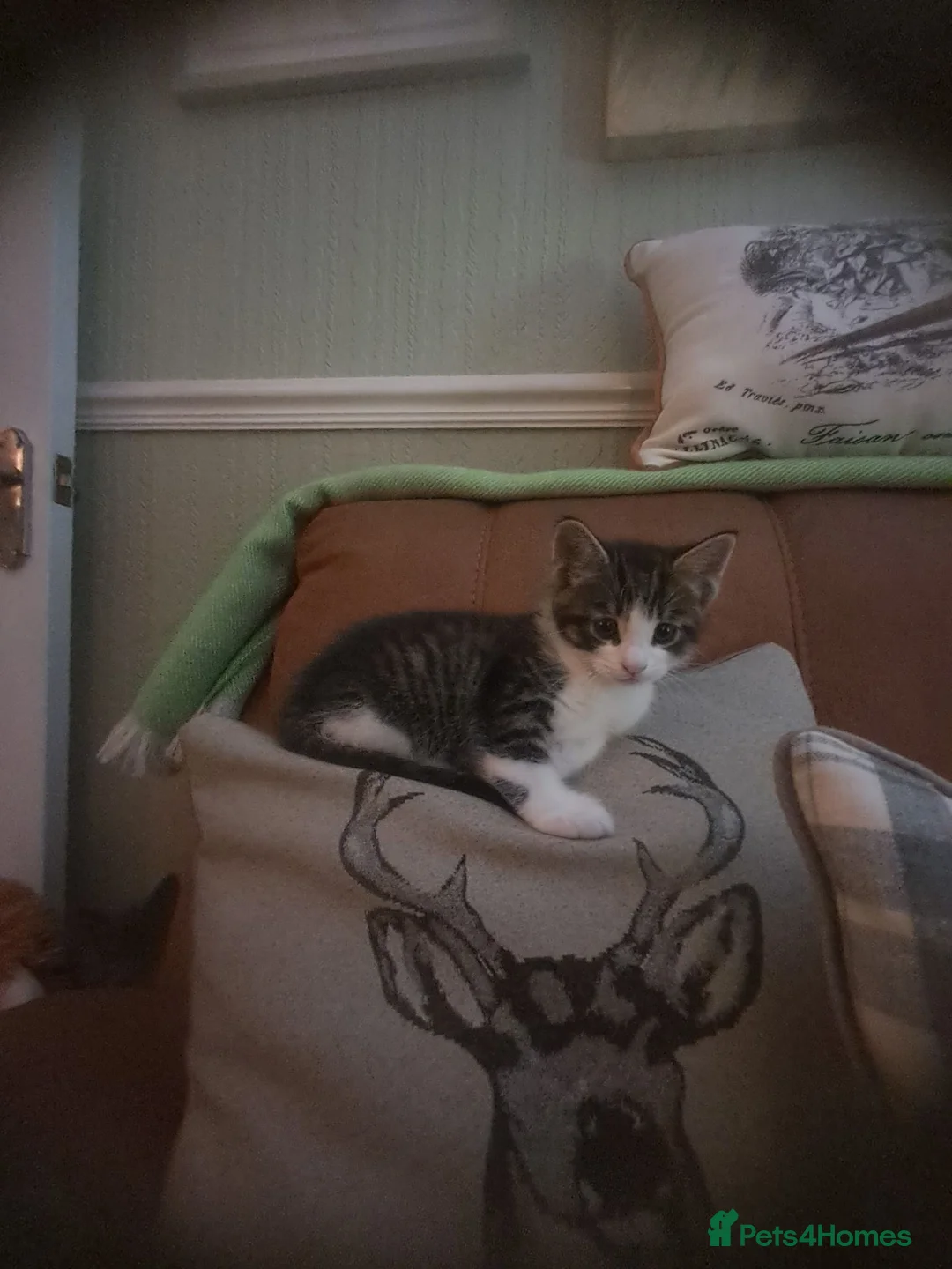 Mixed Breed cats for sale: 3 beautiful kittens 😸 ready now, 4 boys  - Advert 2