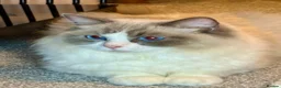 Ragdoll cats for sale: Beautiful blue eyes baby’s  in Hailsham - Advert 16