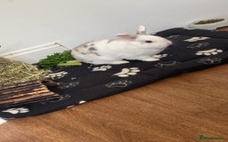 Mini Lion Lop rabbits for sale: Two bonded male bunnies  - Image 3