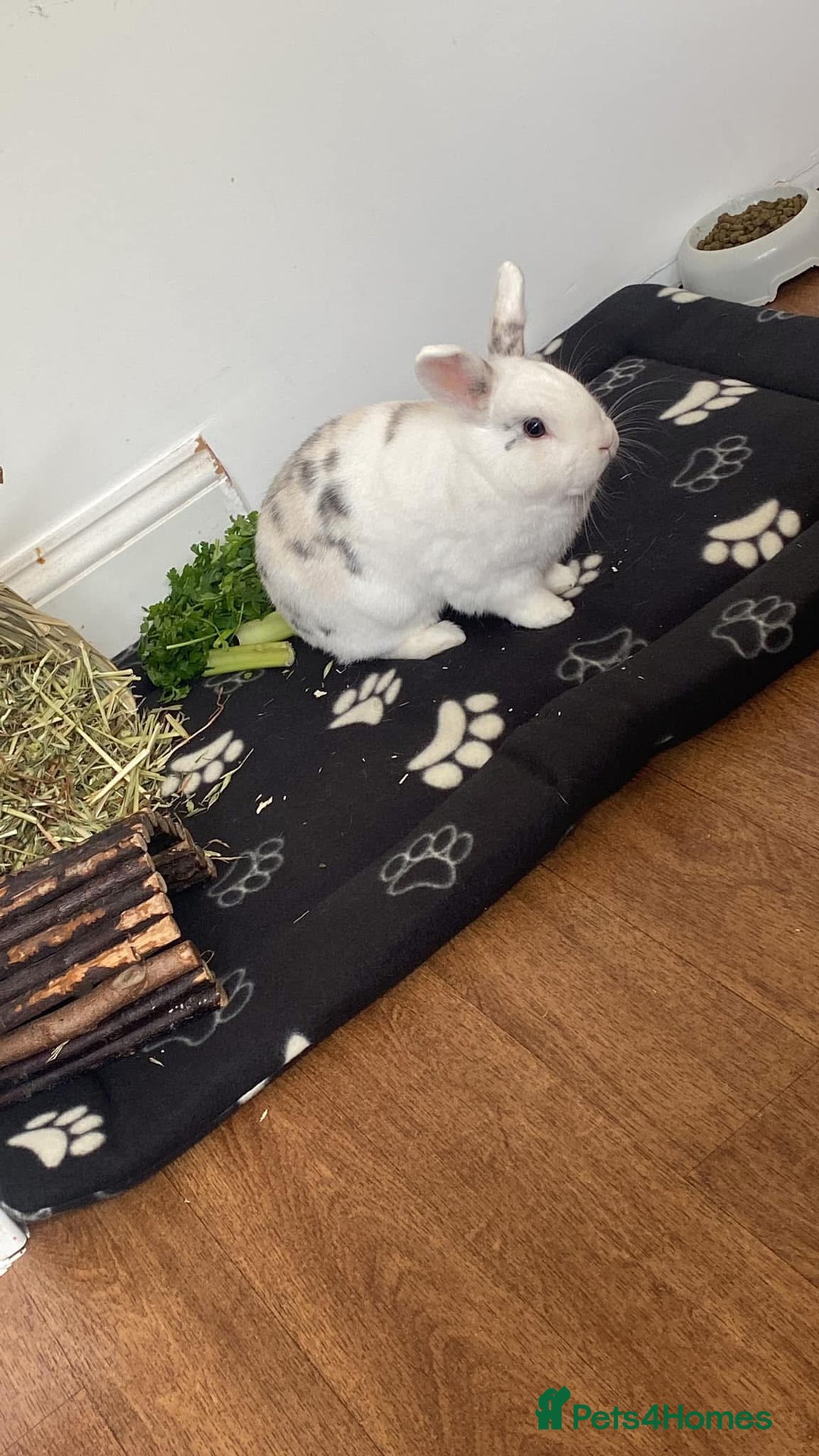 Mini Lion Lop rabbits for sale: Two bonded male bunnies  - Image 3