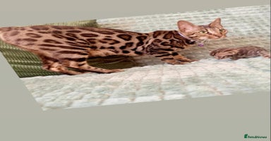 Bengal cats - Advert 3