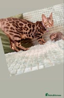 Bengal cats - Advert 1