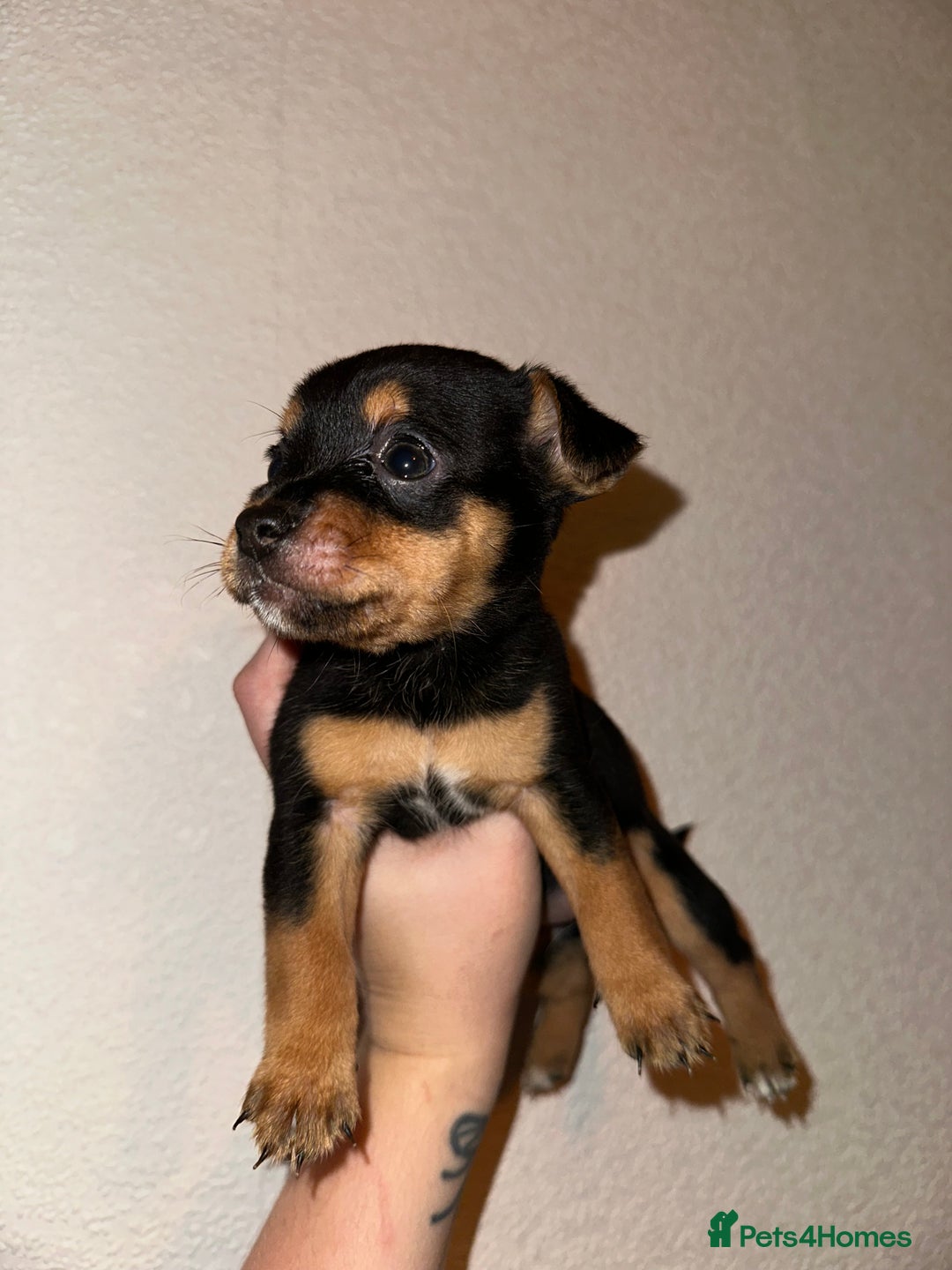 Jack Russell dogs for sale: Jack Russel puppies ready now! Dob is wrong - Image 10