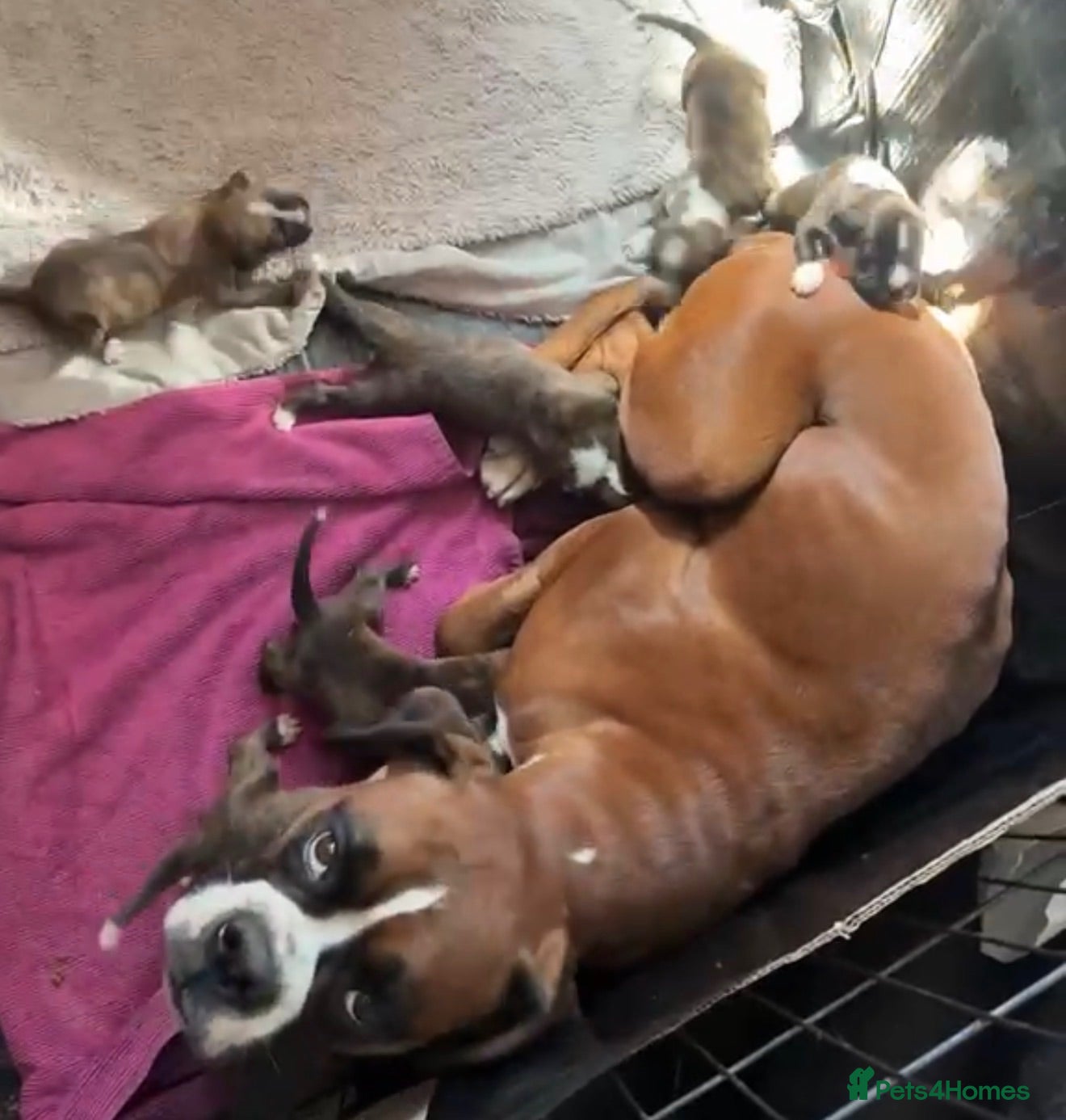 Boxer dogs Gorgeous K.C boxer pups for sale - Advert 1