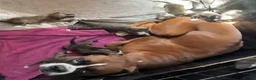 Boxer dogs for sale: Gorgeous K.C boxer pups for sale - Advert 1