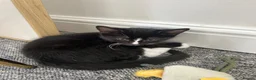 Turkish Van cats for sale: Beautiful Turkish van kittens for sale.  - Advert 7
