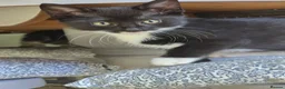 Mixed Breed cats for sale: Readvertised - Advert 7