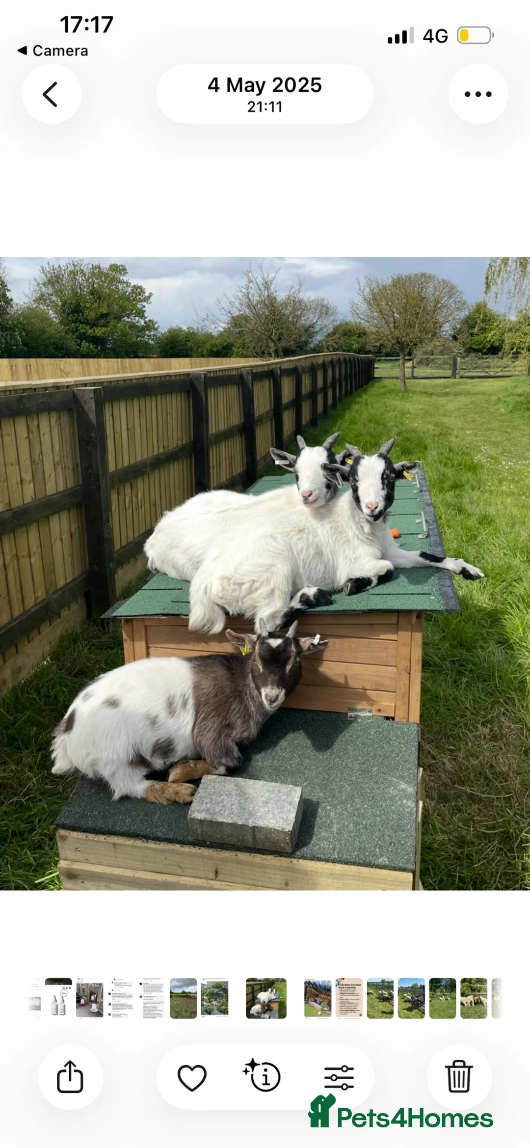 Goats livestock for sale: 3 beautiful Pygmy wether goats  in Spalding - Advert 1
