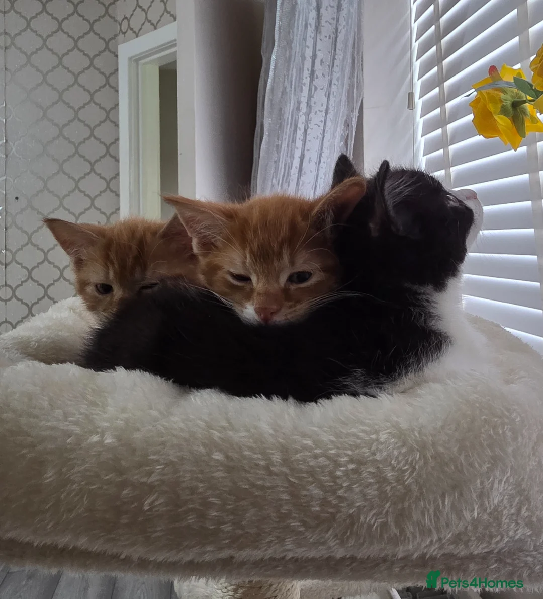 Mixed Breed cats for sale: Ready to fall in love?Meet our tiny bundles of joy - Advert 1