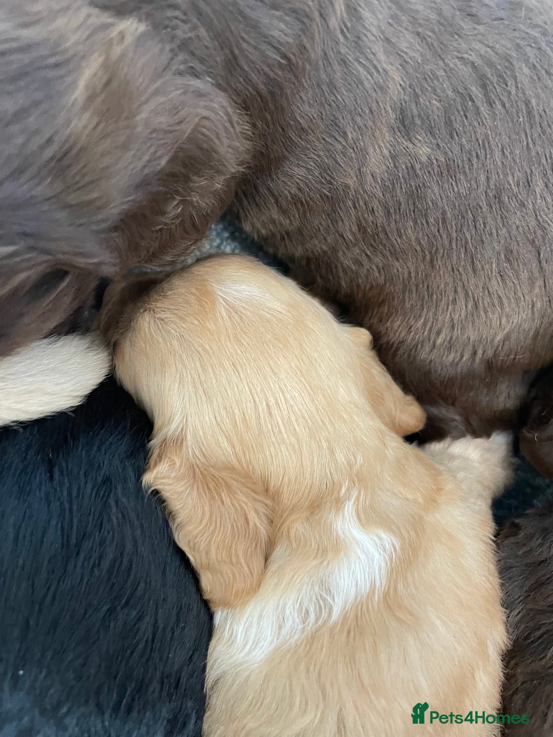 Cockapoo dogs for sale: F1 cockapoo p,r.a clear test - Image 16