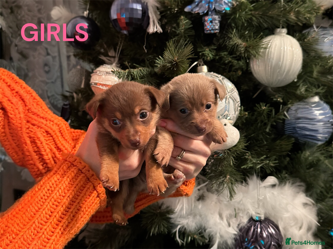 Jack Russell dogs for sale: Stunning miniature jack Russell puppies  - Advert 4