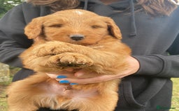 Aussiedoodle dogs for sale: Gorgeous Aussie Doodle Pups - Image 1