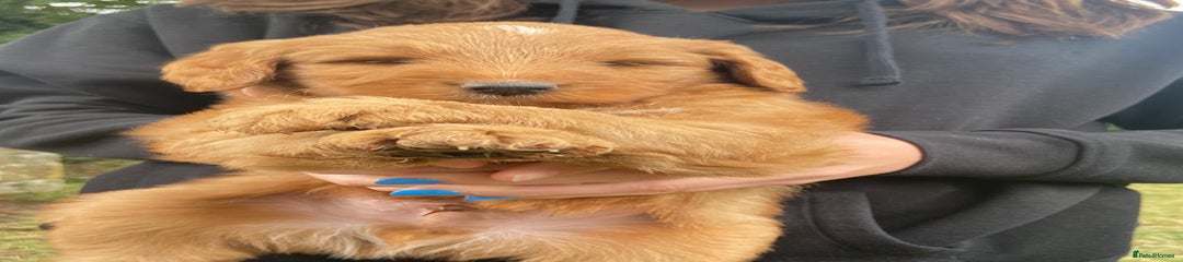Aussie doodle  Puppy 4