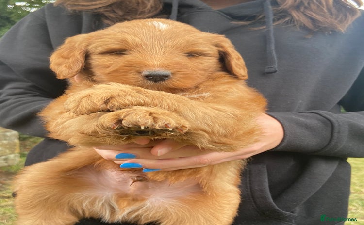 Aussiedoodle dogs - Advert 1
