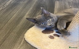 British Shorthair cats for sale: Female grey, British shorthair kitten - Advert 6