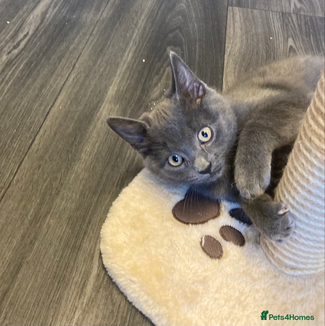 British Shorthair cats for sale: Female grey, British shorthair kitten - Advert 6