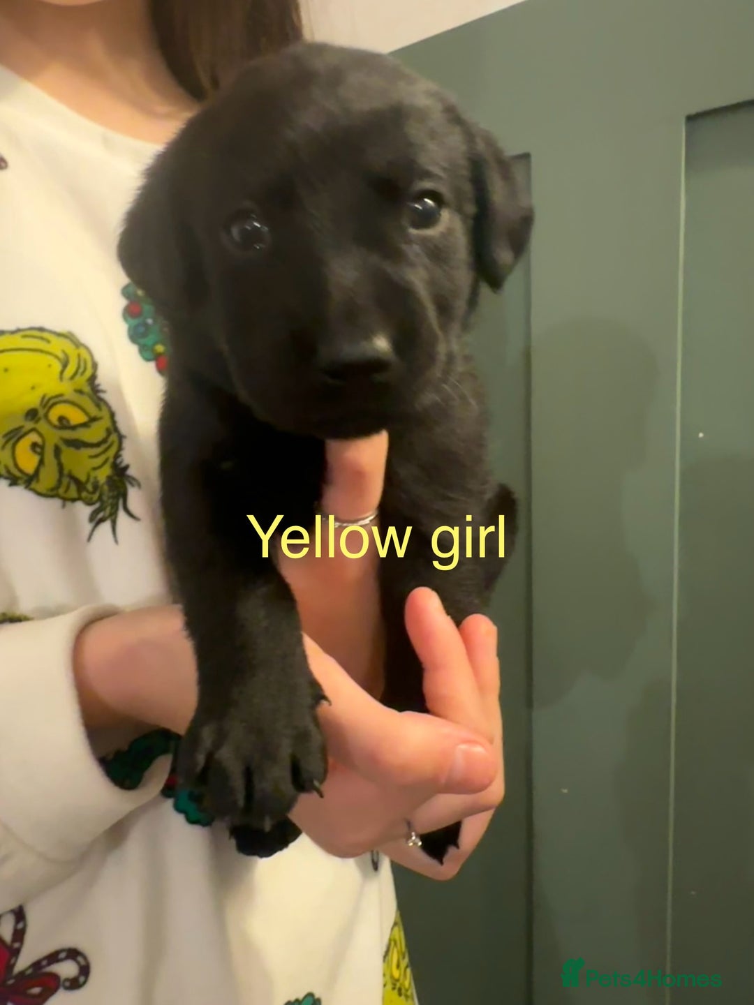 Labrador Retriever dogs for sale: Beautiful Labrador puppies - Advert 5