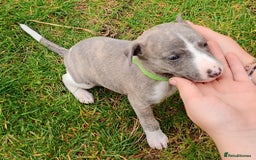 Whippet dogs for sale: Quality KC reg Whippet Puppies - Image 31