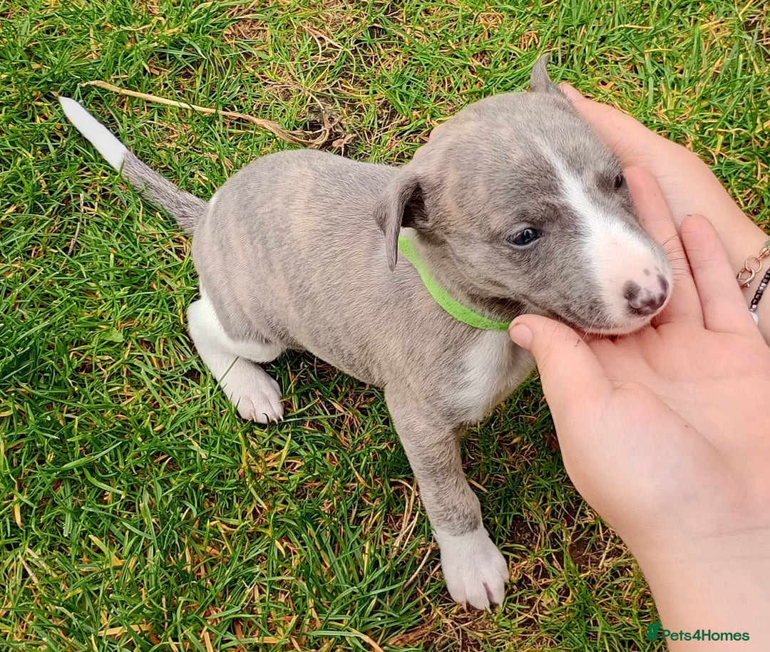Whippet dogs for sale: Quality KC reg Whippet Puppies - Image 31