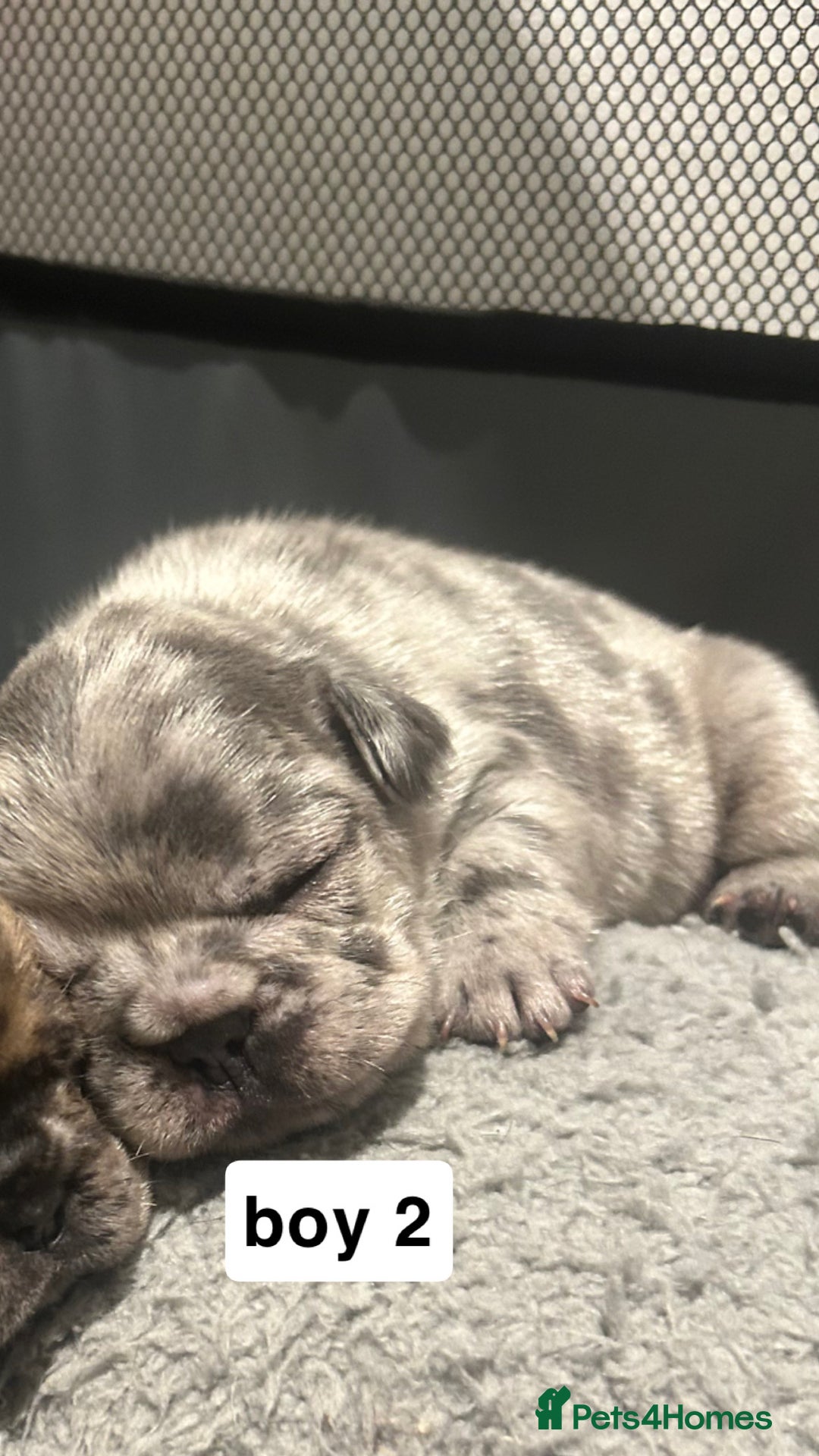 French Bulldog dogs for sale: 1 PUP LEFT READY 22ND DEC!! - Advert 6