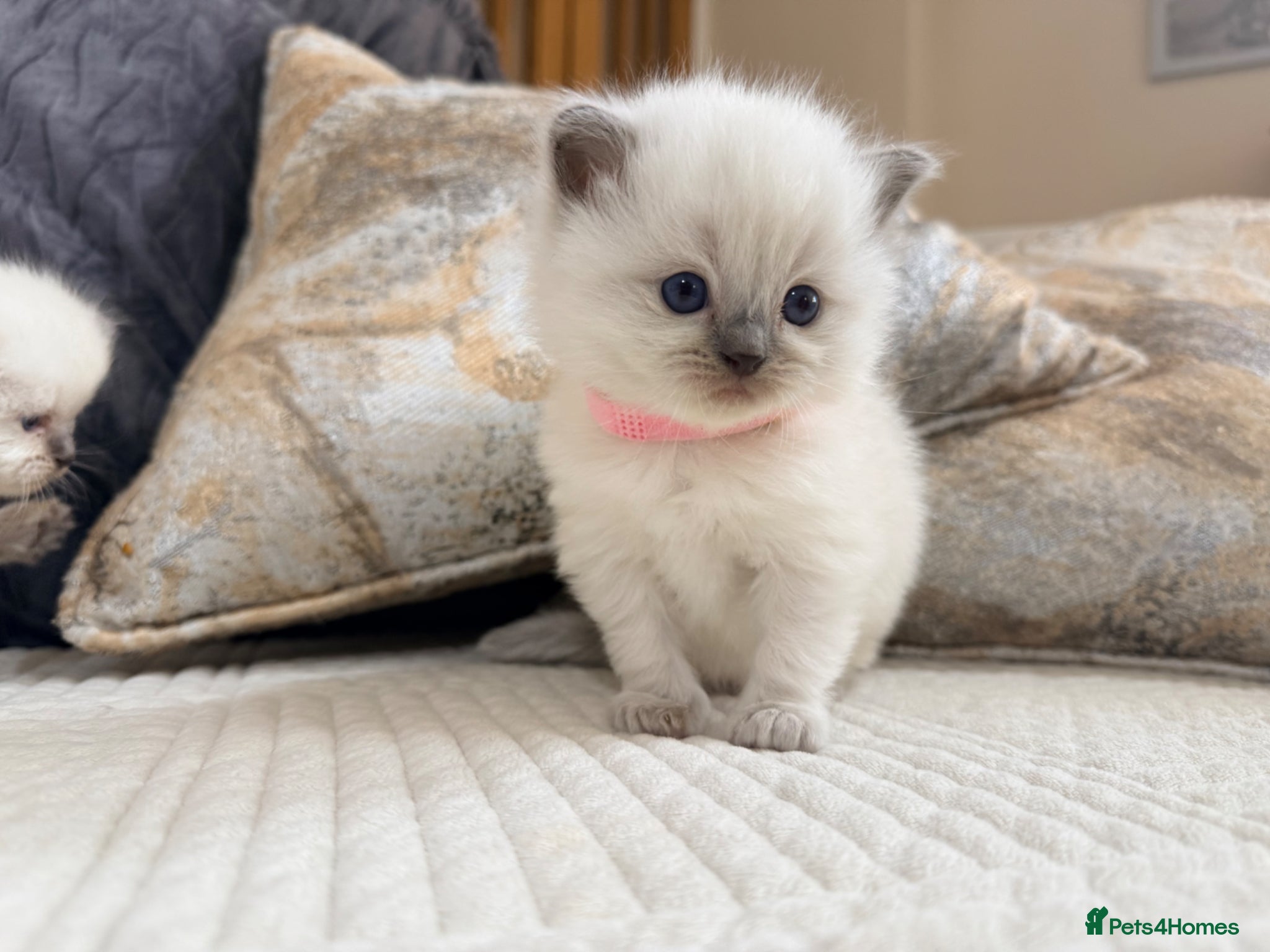 Ragdoll cats Stunning Bluepoint kittens for Sale  - Advert 1