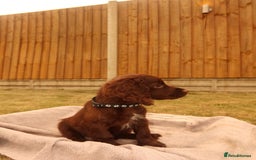 Cocker Spaniel dogs for sale: Cocker Spaniel Puppies - Image 3