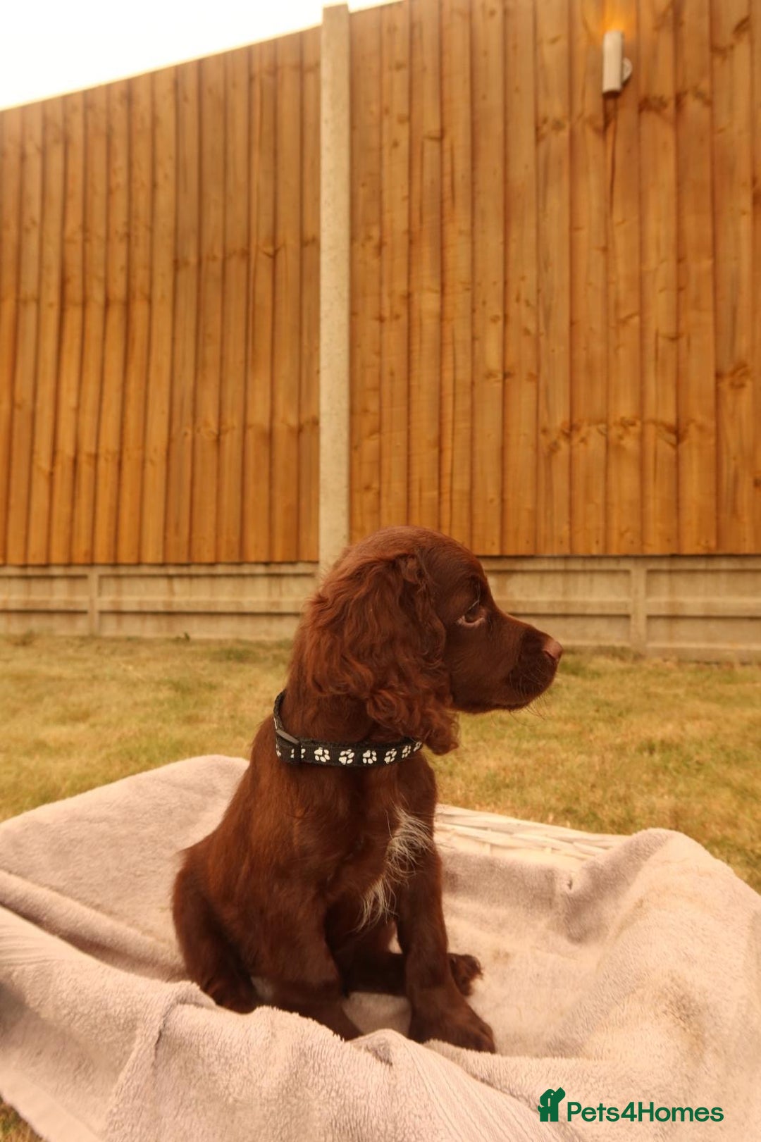 Cocker Spaniel dogs for sale: Cocker Spaniel Puppies - Image 3