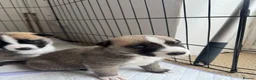 Mixed Breed dogs for sale: Siberian Husky x AmStaff Terrier Puppies - Advert 14